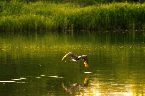 Aktivitäten Regionaler Naturpark Landes